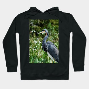 Tricolored Heron Hoodie